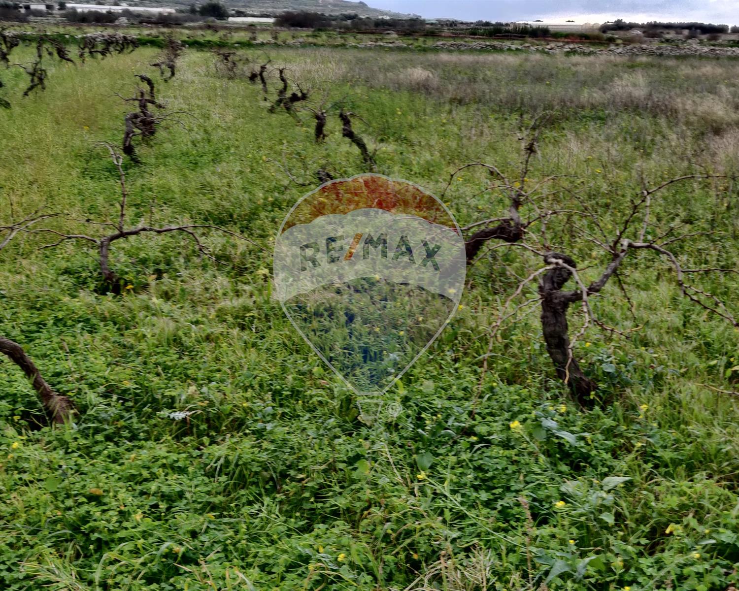 Agriculture Land