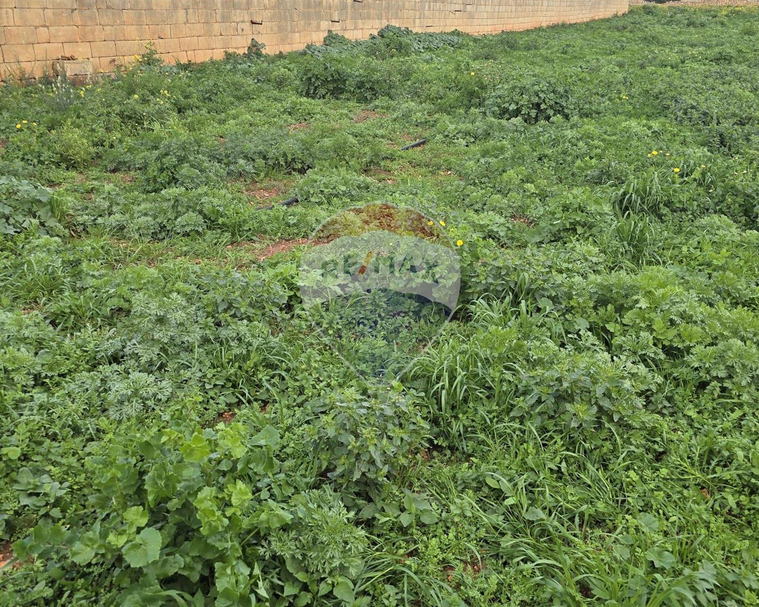 Agriculture Land