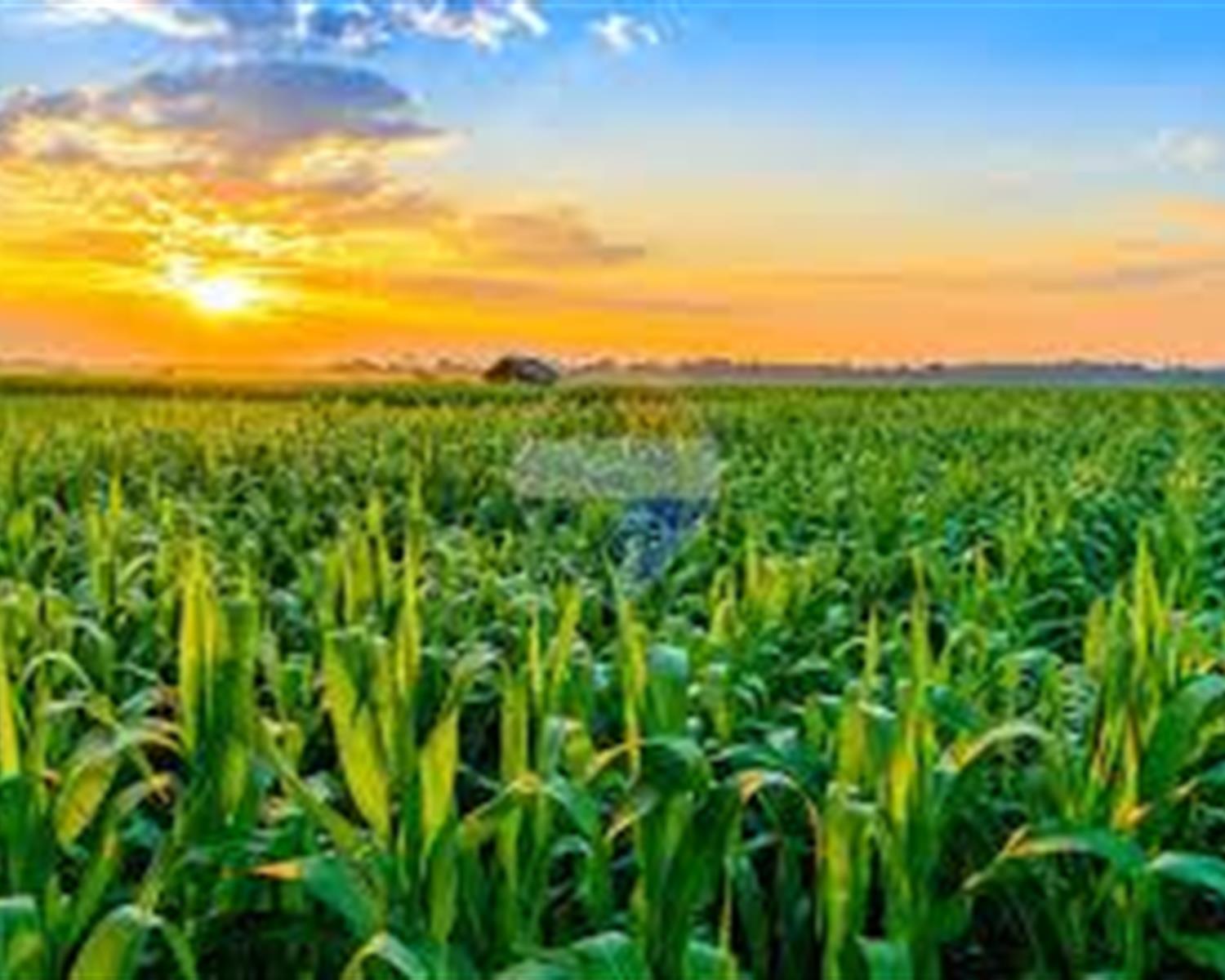 Agriculture Land