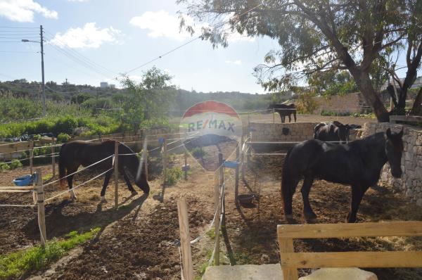 Livestock farm to rent in Qormi