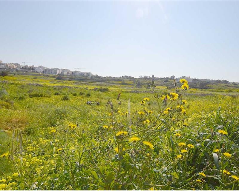 Land in Birguma