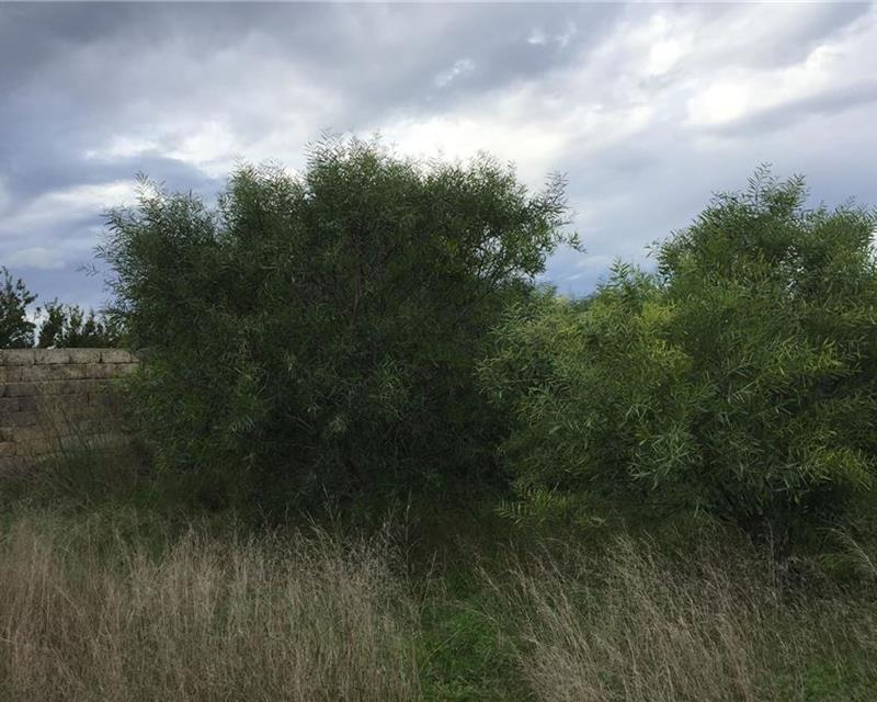 Agriculture Land - For Sale - Widok 4